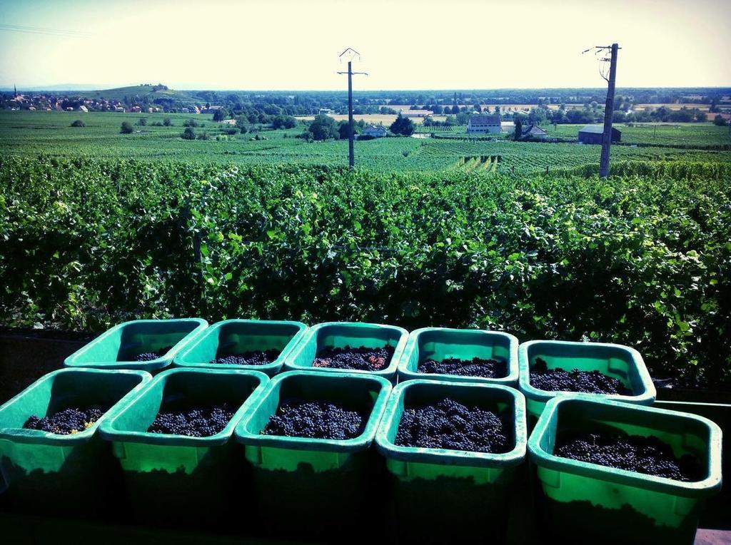 Hotel Relais Du Vignoble Gueberschwihr Zewnętrze zdjęcie